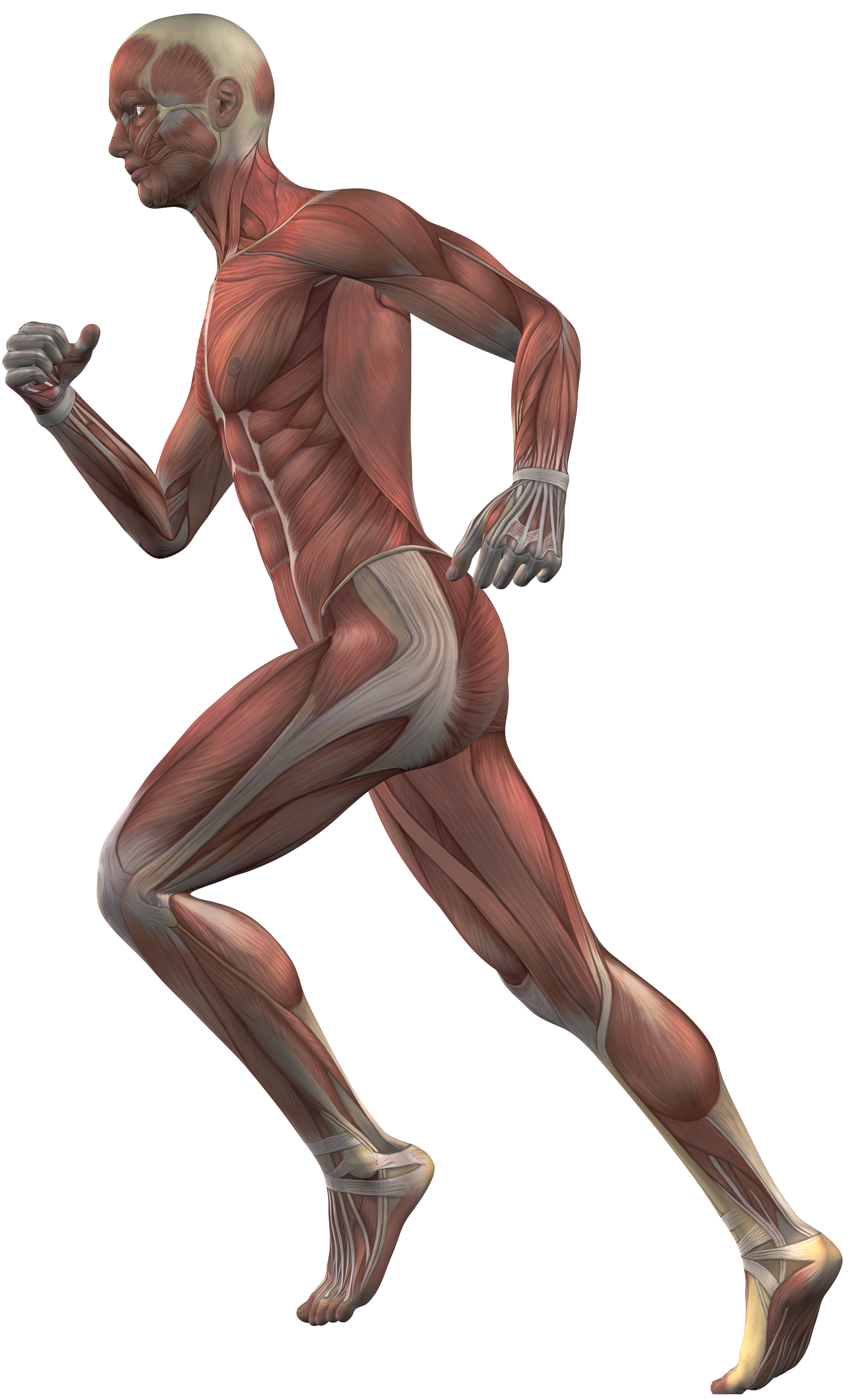 human-body-running-layered_0002_tissue